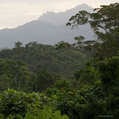 Dewdrops in Fiji's Rainforest