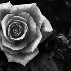 Hundyy - Rose Bartolo Original