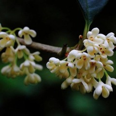 〈桂花香 - Osmanthus Fragrance〉《即時行樂-Ukulele Improvisation》