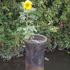 You Back Again feat. Pete Simpson