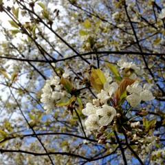 cherry tree