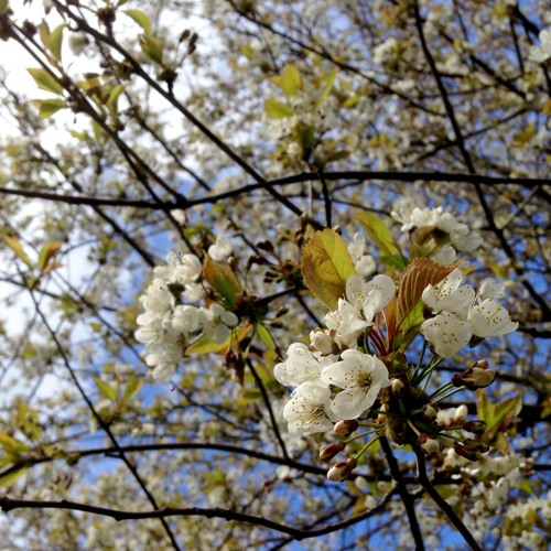 cherry tree