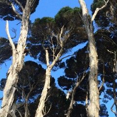Tasmania (Set) Pt. 2