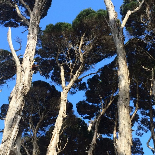 Tasmania (Set) Pt. 2