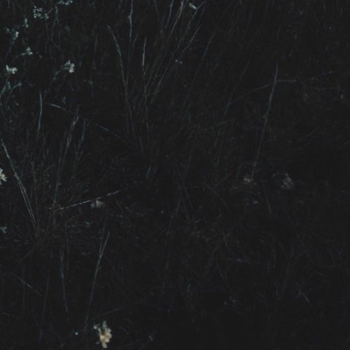 the flowers keep fading into perfection