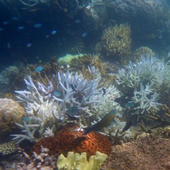 Sea Waltz for two clarinets, violin, cello and four-hands piano