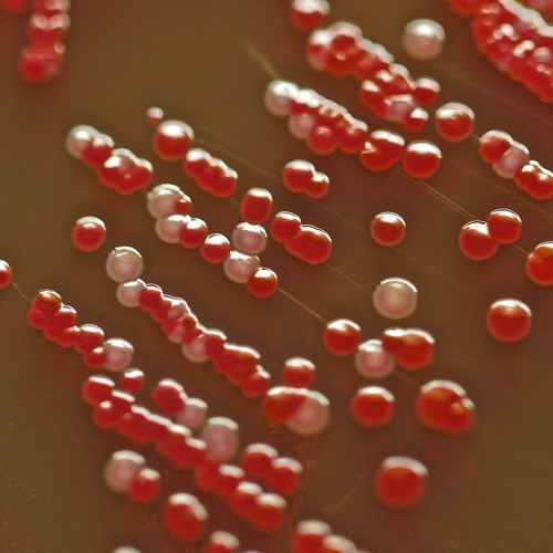 Fila Brazillia - Serratia Marcescens (DYNO Beat Edit)