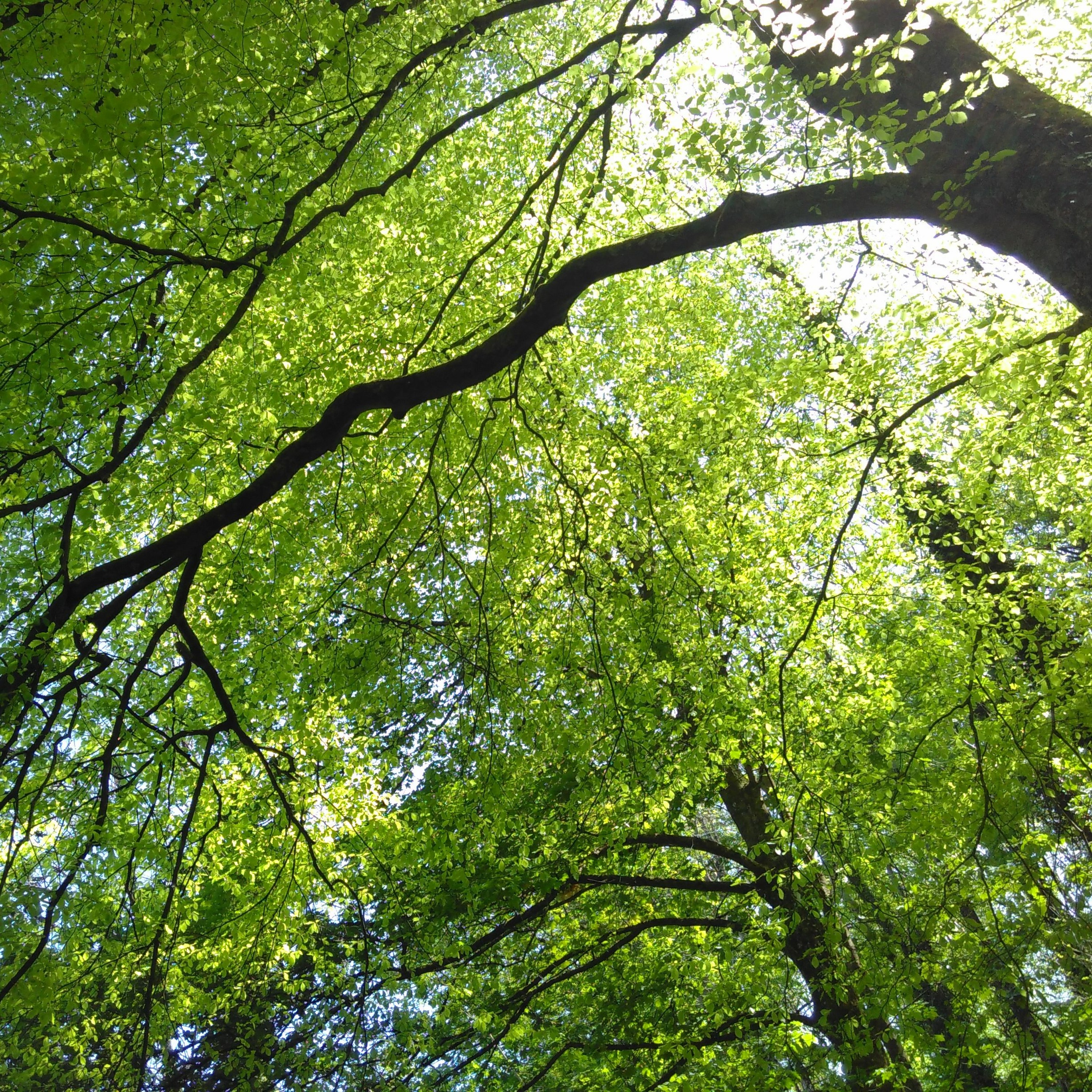 Tony Whitehead on why listening to the dawn chorus matters episode artwork
