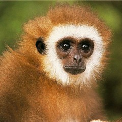 Live at Home - The Meaning of Life is 42 FESTIVAL