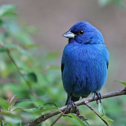 Bluebird (Original Mix)