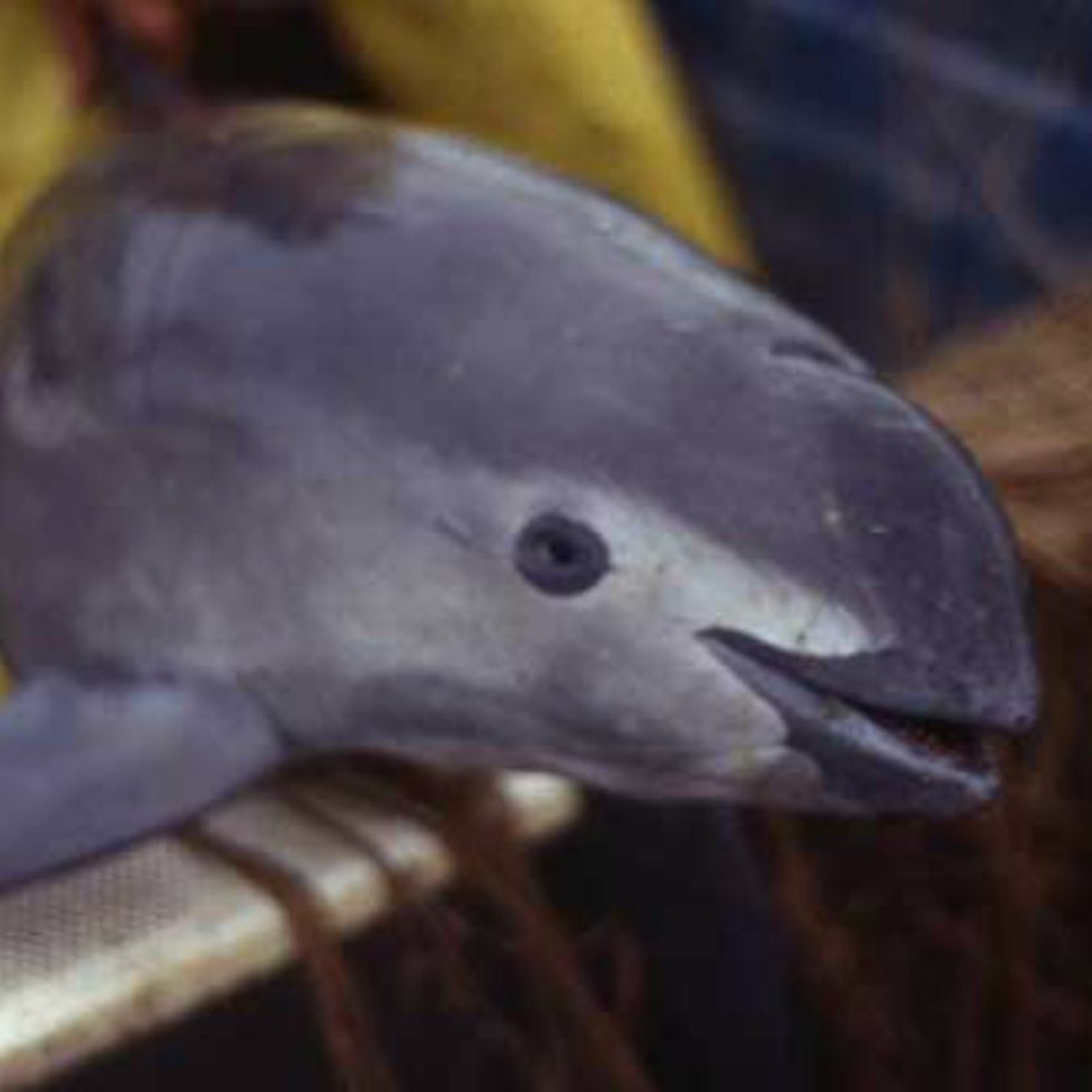 The Uncertain Fate of the Vaquita