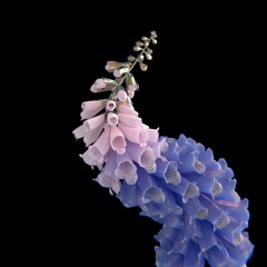FLUME NIGHT