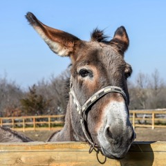 Donkey Wednesday