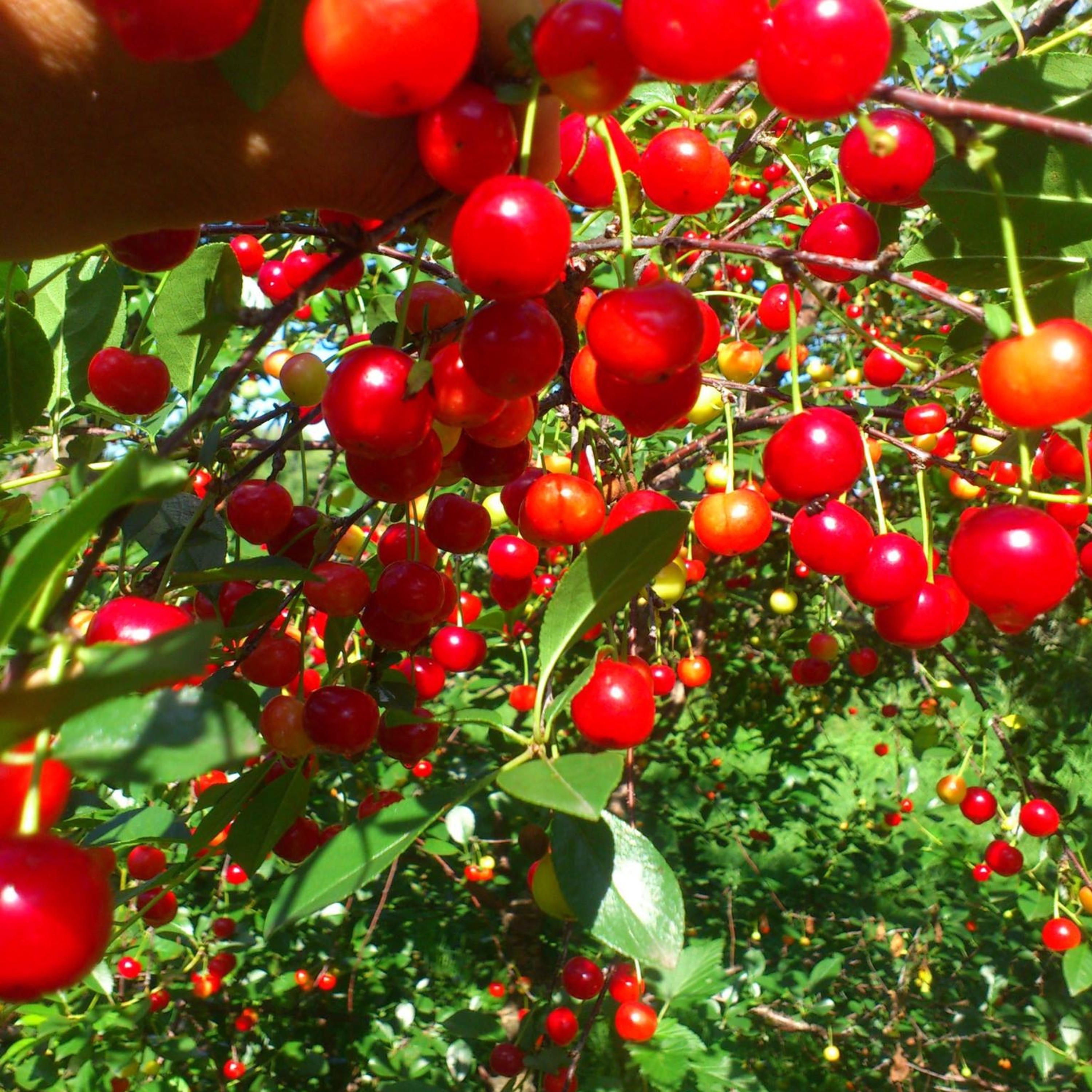 Episode 55 Stefan Sobkowiak Of The Permaculture Orchard Gives Us An Update