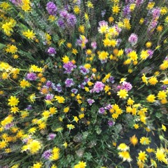 Wildflower Dreams - mix