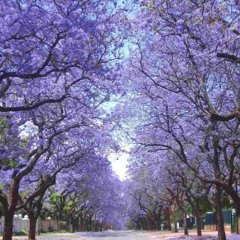 "La eterna primavera"