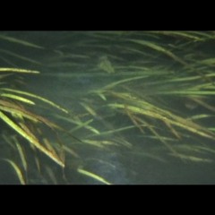 Goli Gaete - Parral Unedited 2005