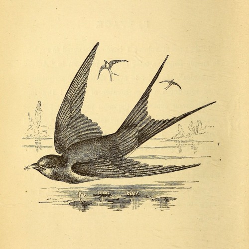 Swallows in song - 18 May 2017 - 7.17am