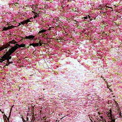 Kirschblüte_Playlist