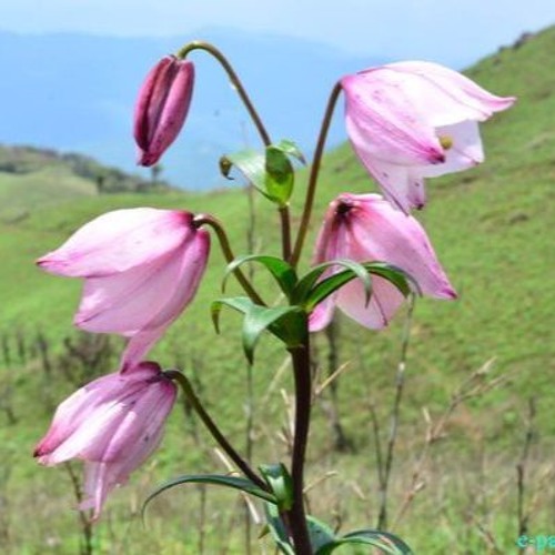 Siroy Lily Flower Best Flower Site