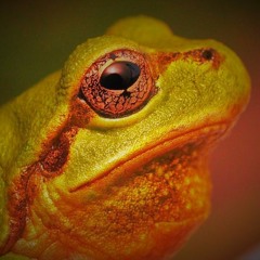Kohoku-Cho Frogs