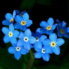 Oblivion de Astor Piazzolla, dans l'église St Germain