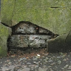 Shampoo With Papaya Extract