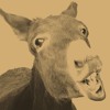 Donkey Of The Day - Kristine Leahy
