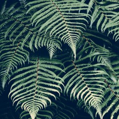 BSLP printemps playlist