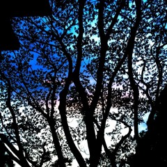 Rain Trees of Bangalore