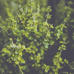 Chia Cách Bình Yên | Quốc Thiên