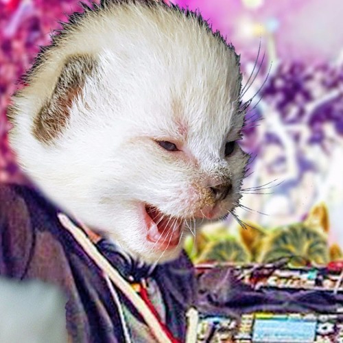 EDWAN vs Dimewtri Whiskas & Like Meowk - Meow (Original Mix)