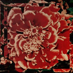 Falls Marigold on the Heatwave Channel