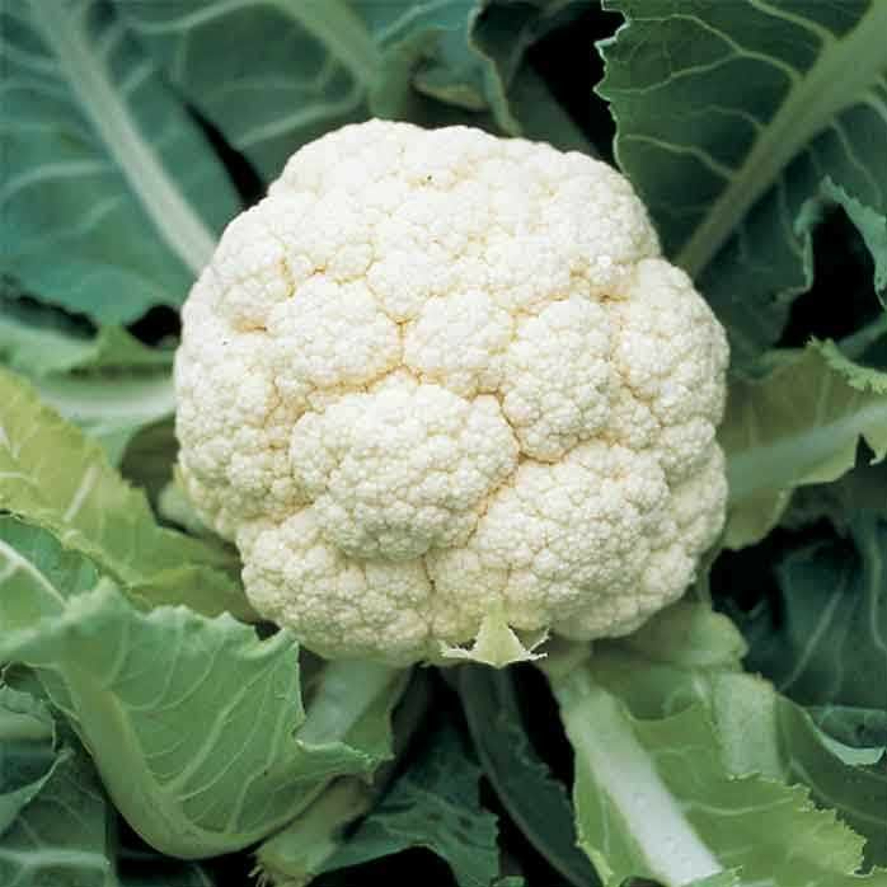 Cauliflower episode artwork