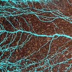 "Silurian" sample of sound art by Johanna Puuperä