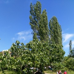 Özgür Baba & Fatih oral Doğaçlama (YALOVA)