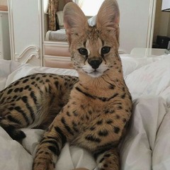 Black Kray - Hood Angels.mp3