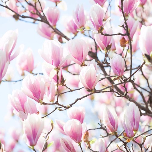 magnolia