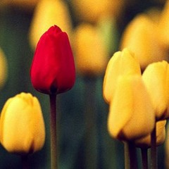 Supermarket Flowers - Cover by Ben Newman