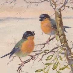 Le Noël des petits oiseaux