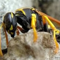 Warping Wasp