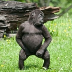 Monkey May I ...