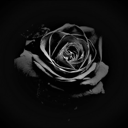 Rose black picture single free Black Rose