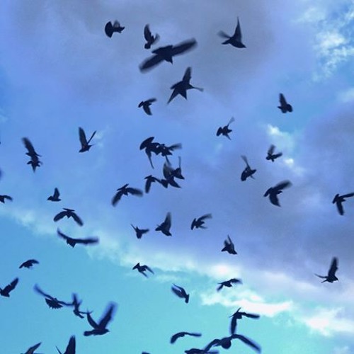 Birds - Thomas Sanders Ft. Dodie Clark (doddleoddle)