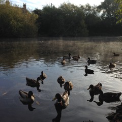 Where are the Ducks?