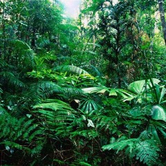 Nature Rain Forest Sleep Soundscape