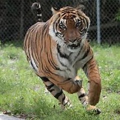 FTOS TAZZ X FTOS RICKK X Running Wild