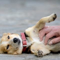 Sokolov - Trankilo Boby