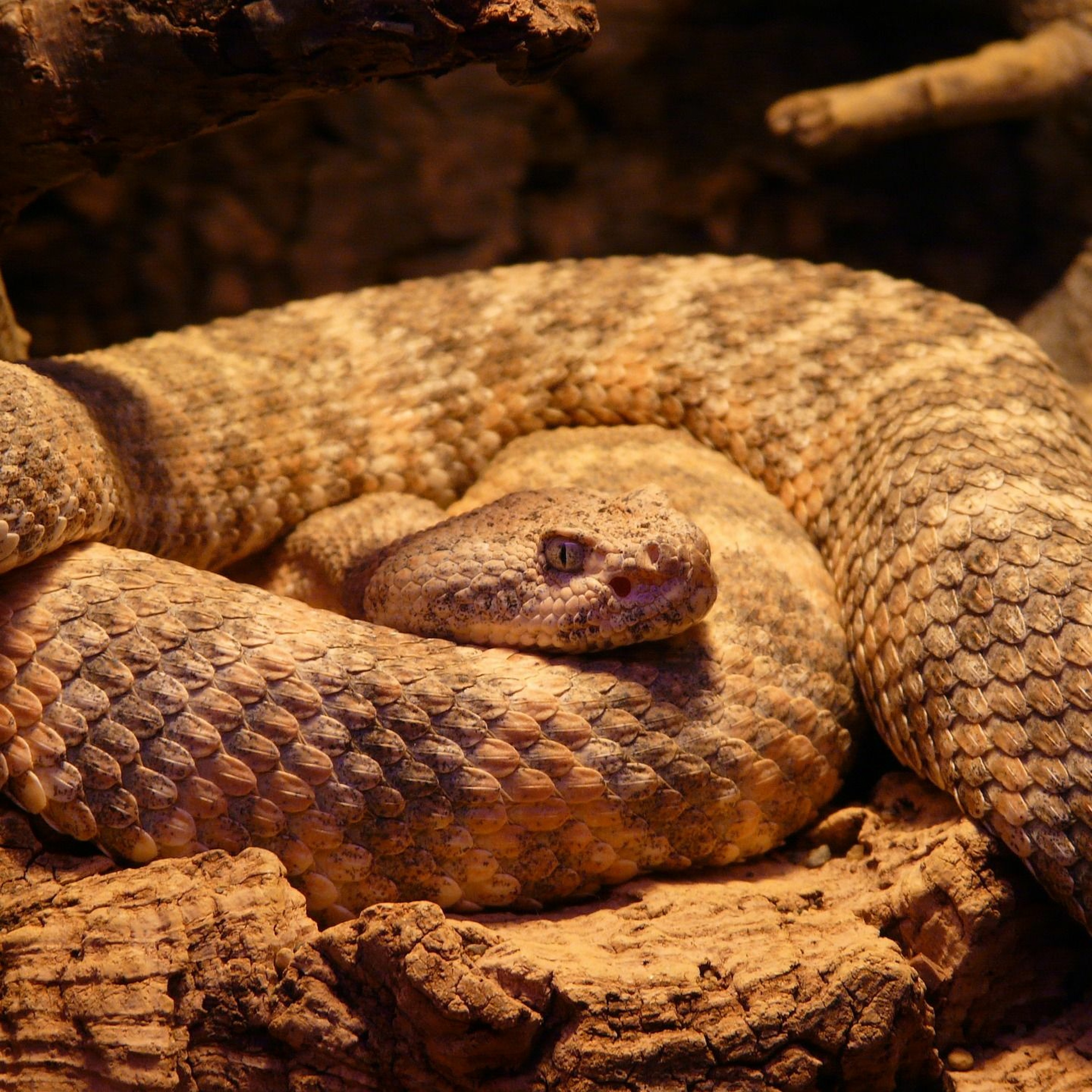 Ep 043 Super Minion? US Attorney General Jeff Sessions