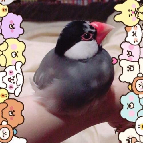 Stream 文鳥の鳴き声 Java Sparrow Tweet By Mikanzil Listen Online For Free On Soundcloud Stream 文鳥の鳴き声 Java Sparrow Tweet By Mikanzil Listen Online For Free On Soundcloud